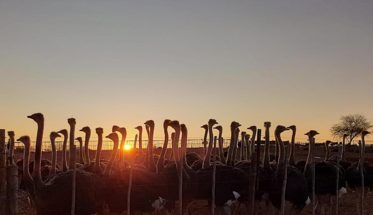 Pureplaas Self Catering Volmoed Oudtshoorn Klein Karoo公寓 外观 照片