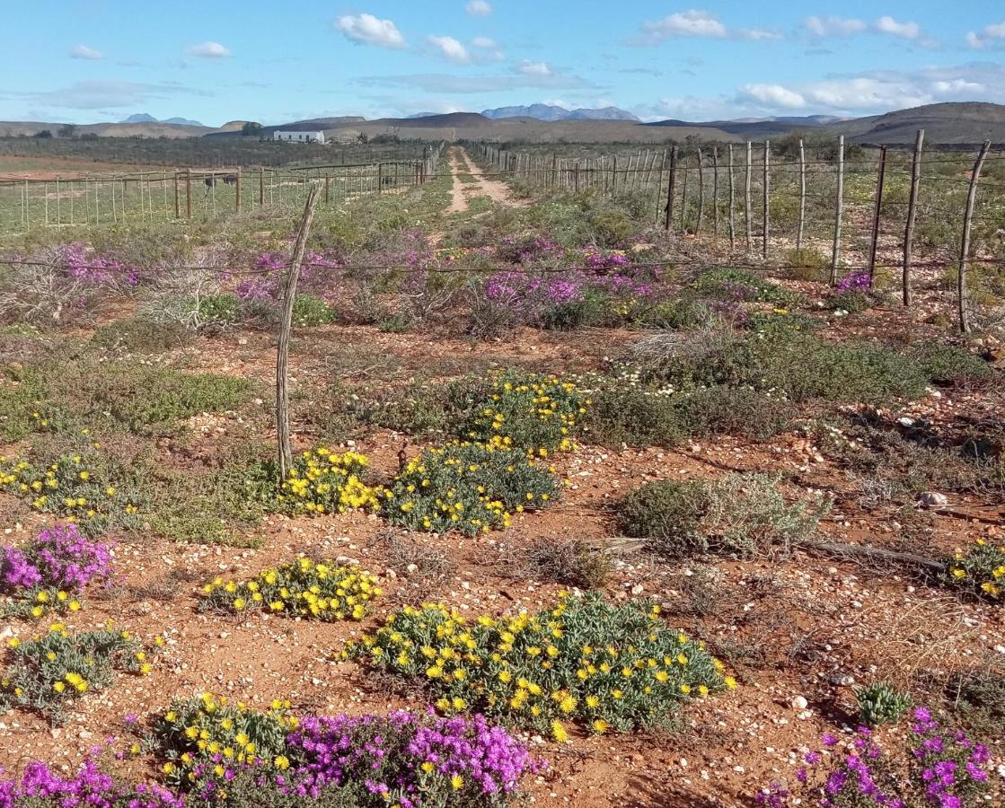 Pureplaas Self Catering Volmoed Oudtshoorn Klein Karoo公寓 外观 照片