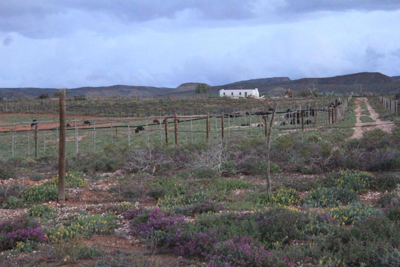 Pureplaas Self Catering Volmoed Oudtshoorn Klein Karoo公寓 外观 照片