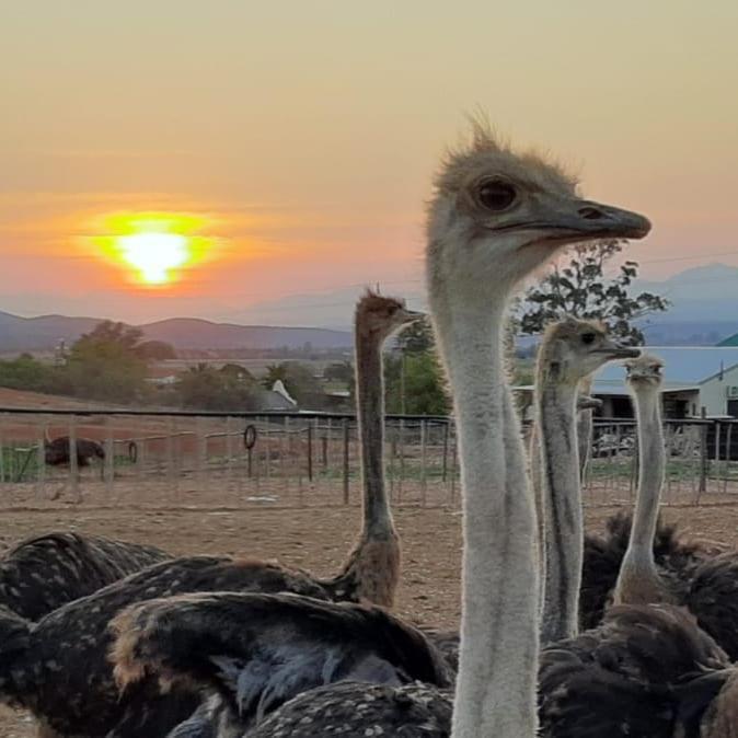 Pureplaas Self Catering Volmoed Oudtshoorn Klein Karoo公寓 外观 照片