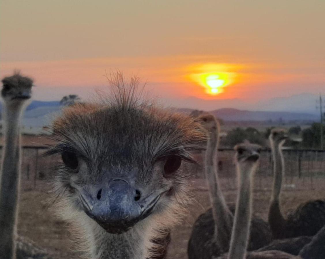 Pureplaas Self Catering Volmoed Oudtshoorn Klein Karoo公寓 外观 照片